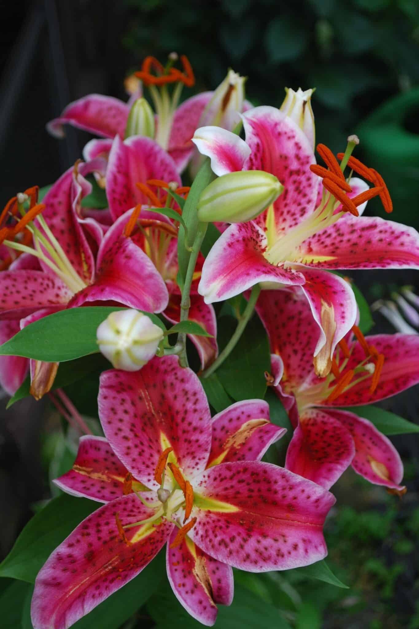 Stargazer Lily